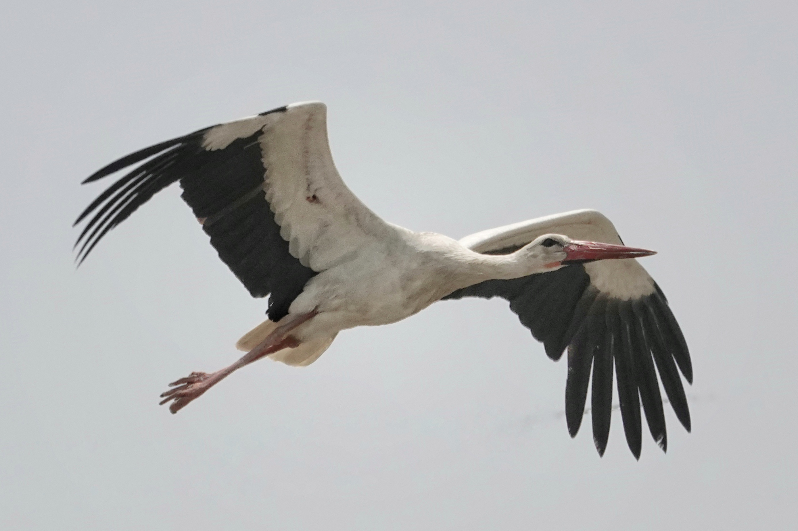 Cigogne en vol